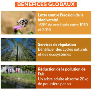 Bénéfices globaux : lutte contre l'érosion de la biodiversité, services de régulation, réduction de la pollution de l'air